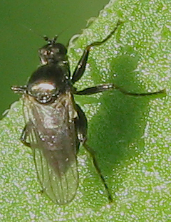 Drapetis sp. possibile assimilis (Hybotidae)